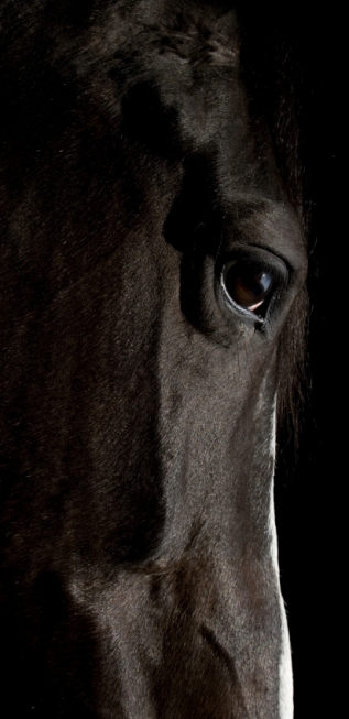 Great Basin Equine black horse macro image